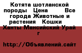 Котята шотланской породы › Цена ­ 40 - Все города Животные и растения » Кошки   . Ханты-Мансийский,Урай г.